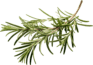 rosemary-decor rosemary-decor
